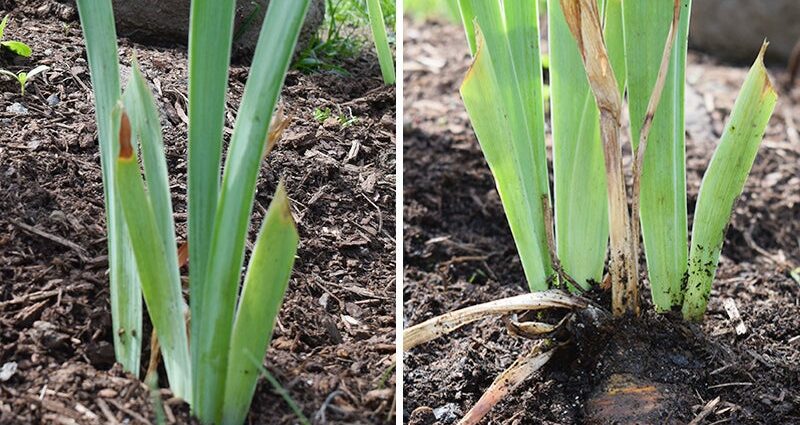 Iris Germanic: planting, leaving