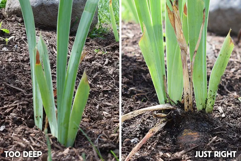 Iris Germanic: planting, leaving