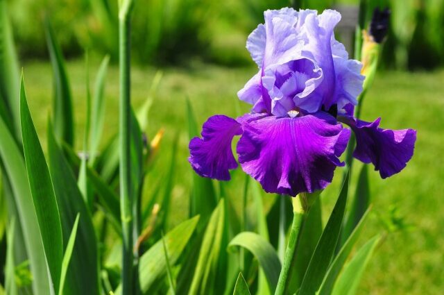 Iris: herbaceous plants for open ground