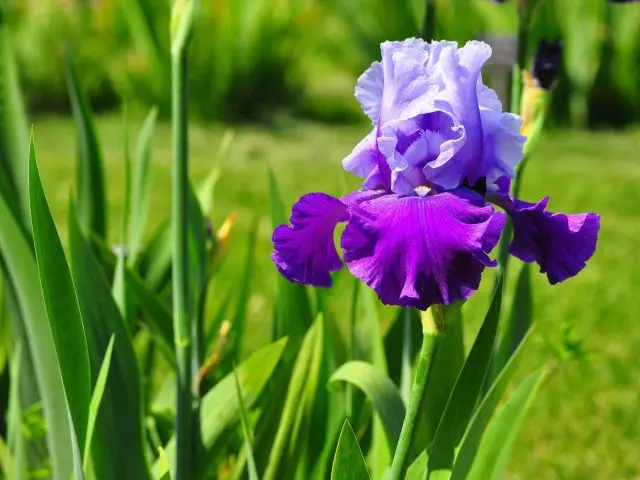 Iris: herbaceous plants for open ground