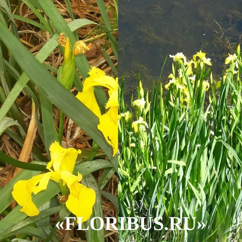 Iris marsh: planting, care