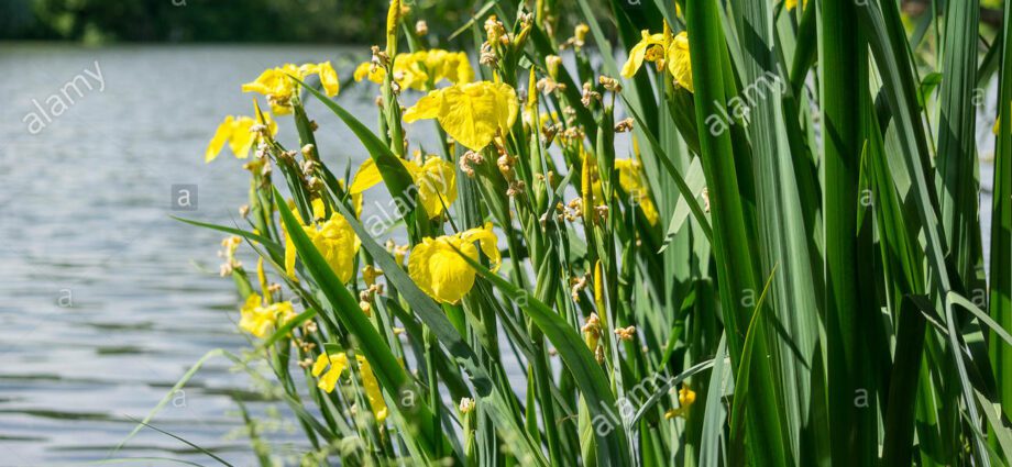 Iris yellow marsh: photo