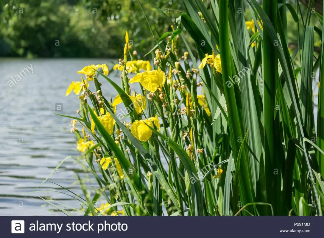 Iris yellow marsh: photo