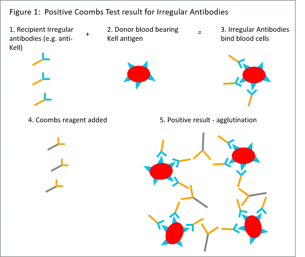 Irregular agglutinins