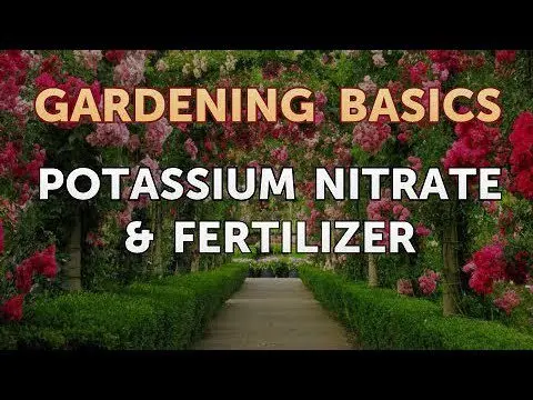 Is it possible, how and when to fertilize indoor flowers with saltpeter