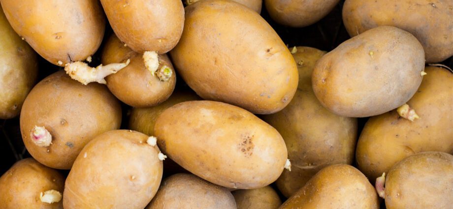 Is it possible to eat sprouted potatoes: a doctor&#8217;s opinion