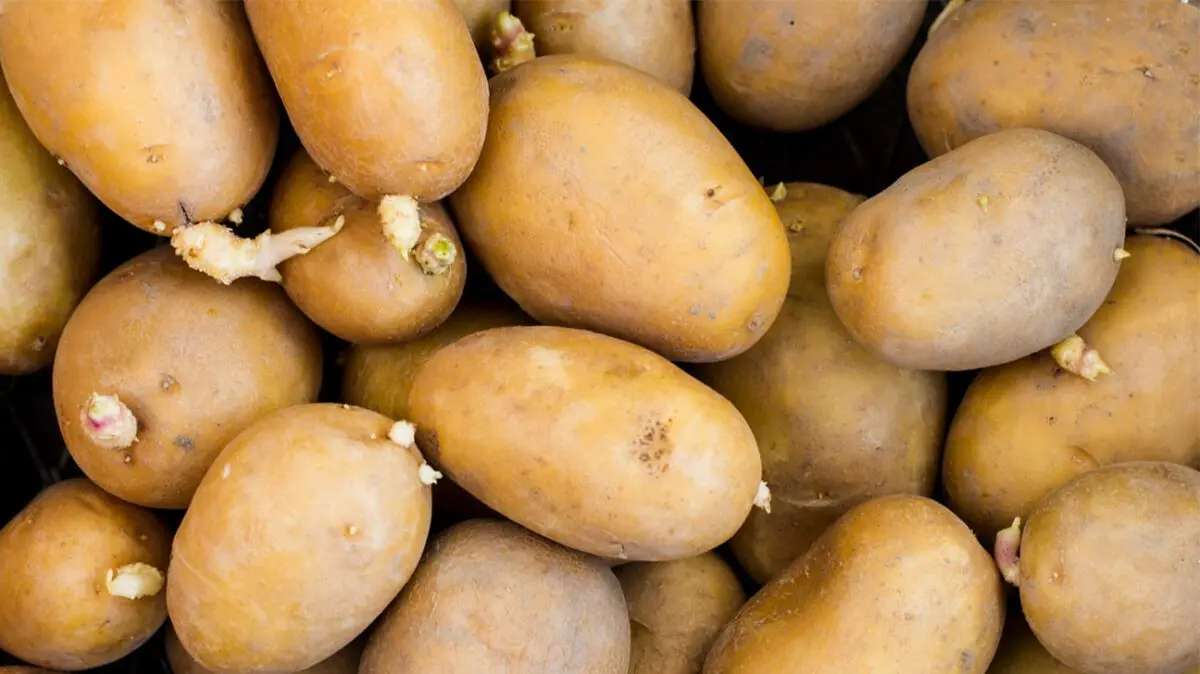 Is it possible to eat sprouted potatoes: a doctor&#8217;s opinion