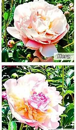 Ito&#8217;s peonies: varieties, planting