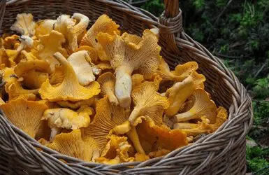 It&#8217;s mushroom time! The best Spanish routes to collect them