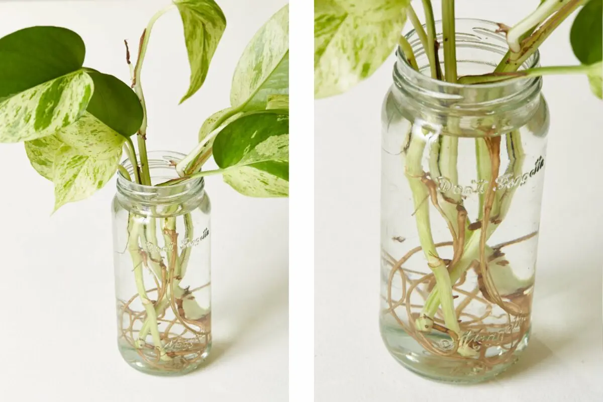 It&#8217;s time: how to propagate plants by cuttings