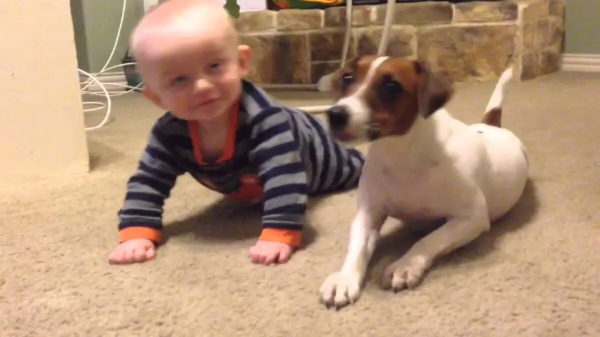 Jack Russell Terrier puppy taught baby to crawl