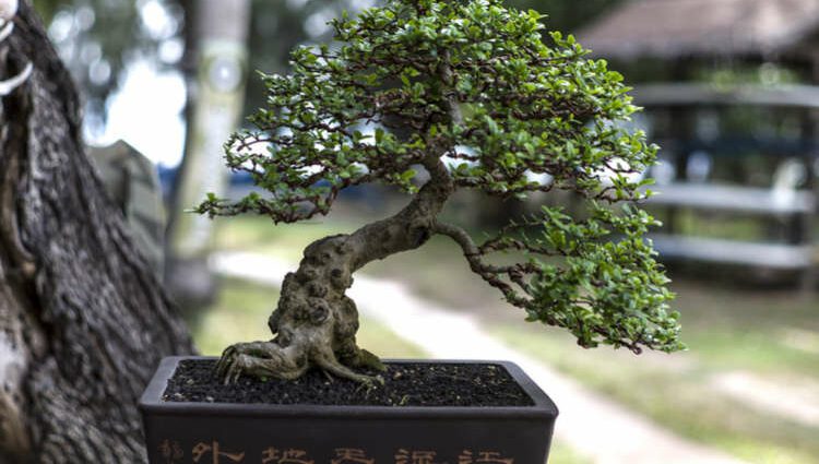 Japanese bonsai: how to grow