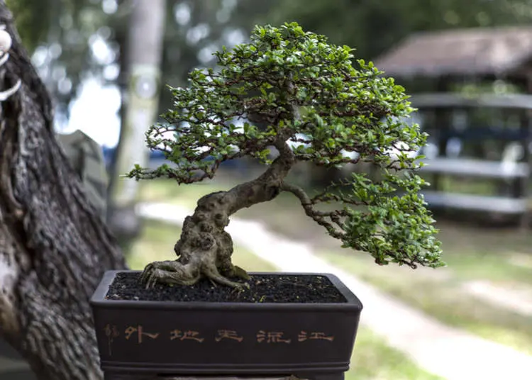 Japanese bonsai: how to grow