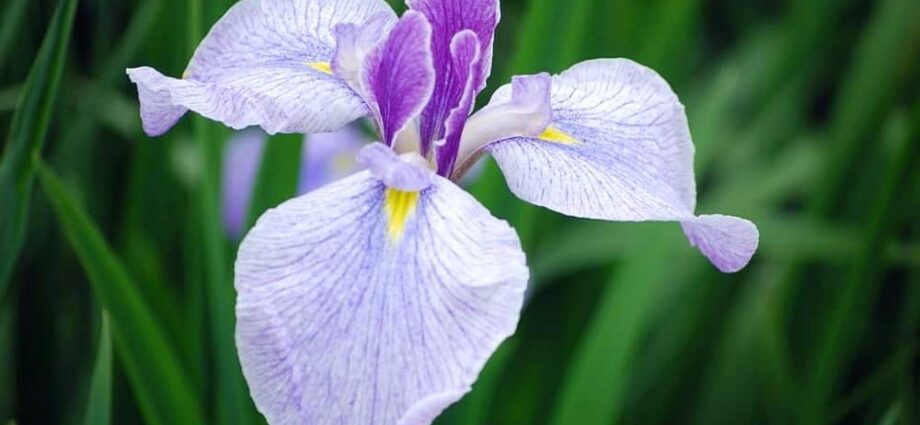 Japanska iris: gróðursetning, umhirða