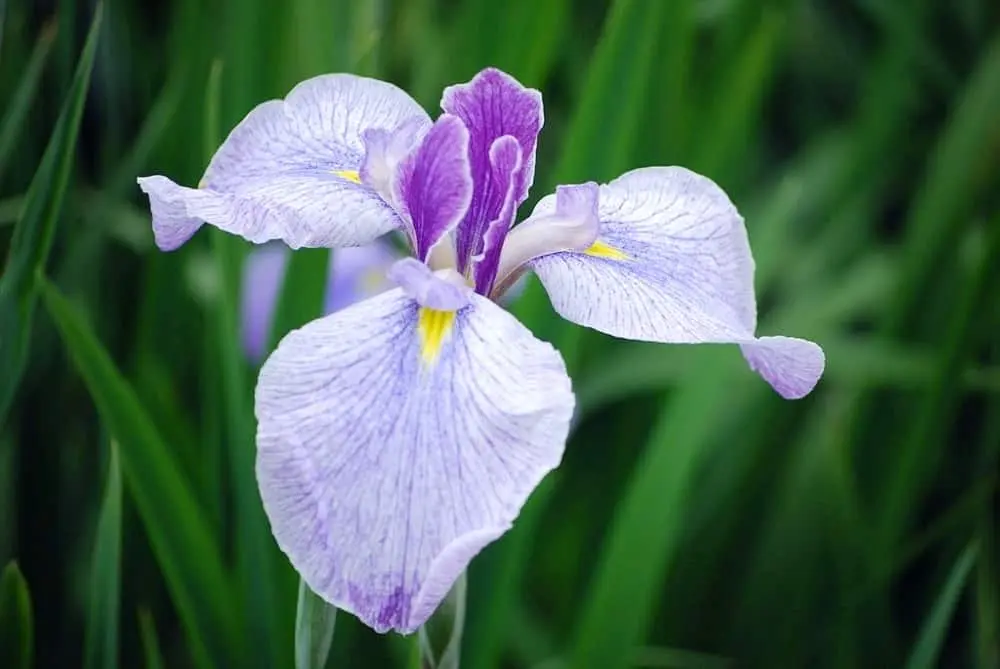 Japanese iris: planting, care