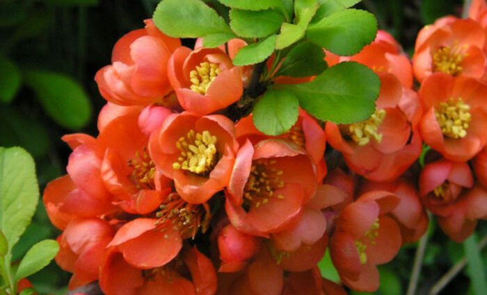 Japanese henomeles: planting quince and care