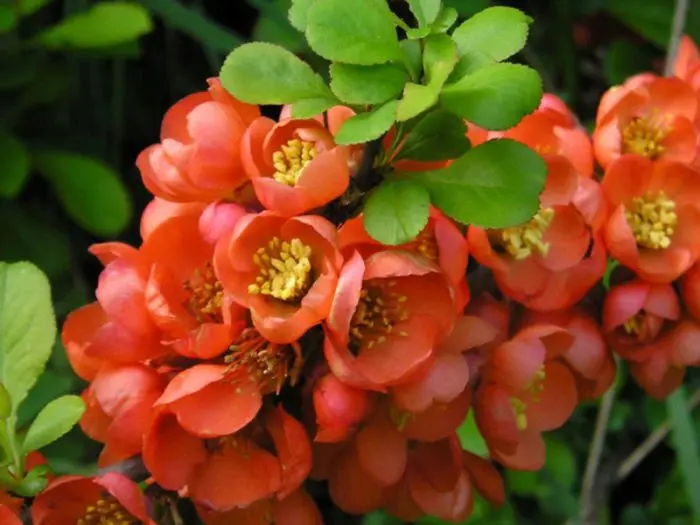 Japanese quince: useful properties. Video