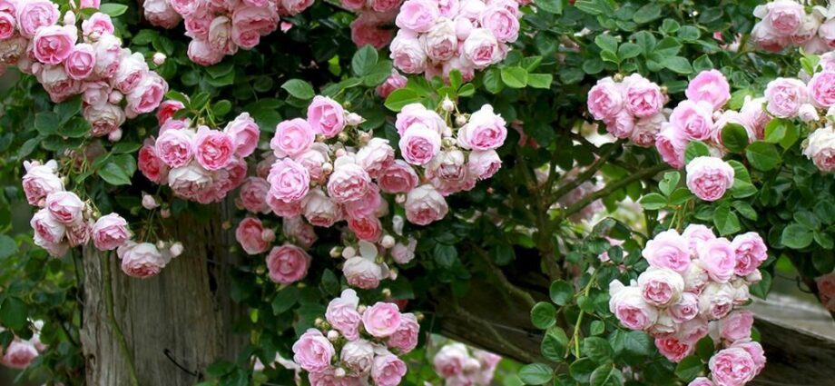 Jasmine climbing rose: description of the rose