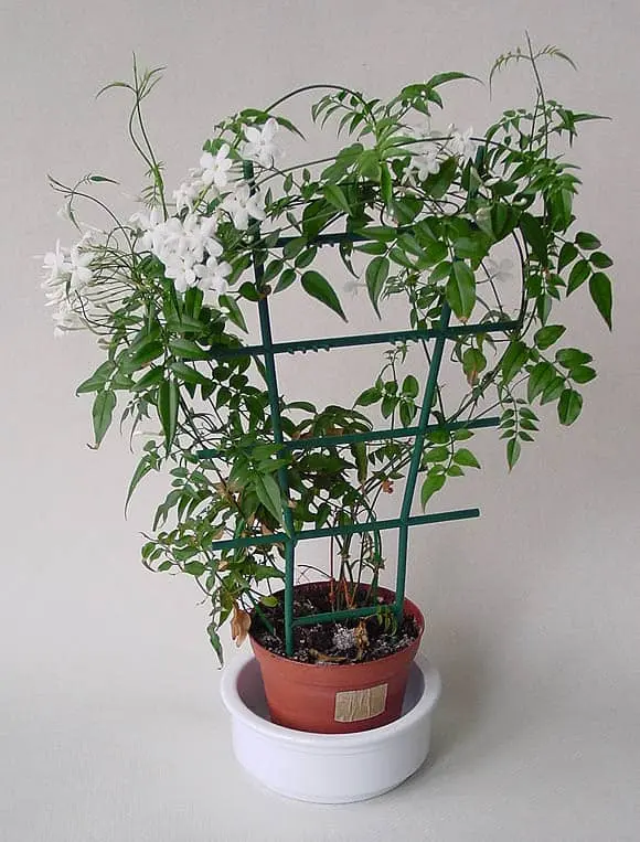 Jasmine indoor plant