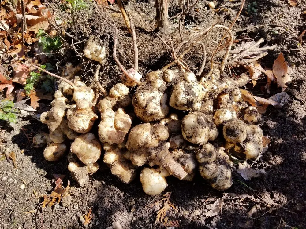 Jerusalem artichoke: growing