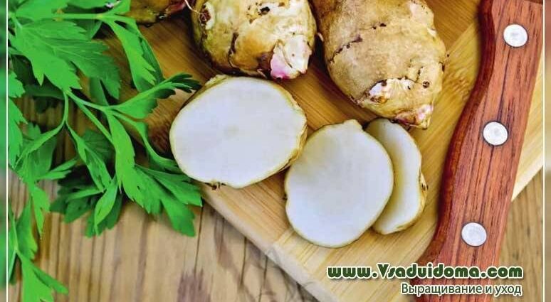 Jerusalem artichoke: useful properties and recipes. Video