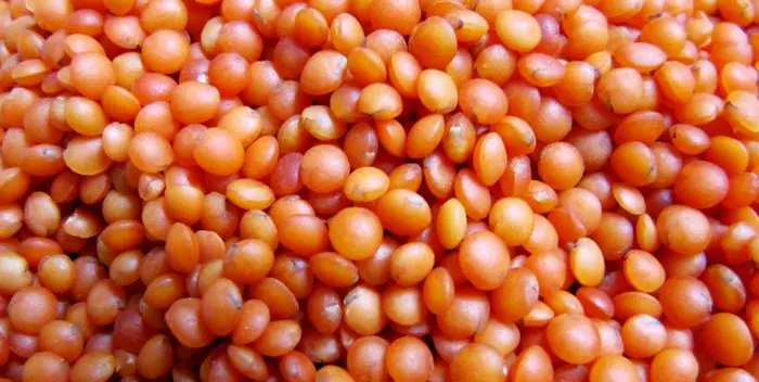 How and how much to cook lentils?