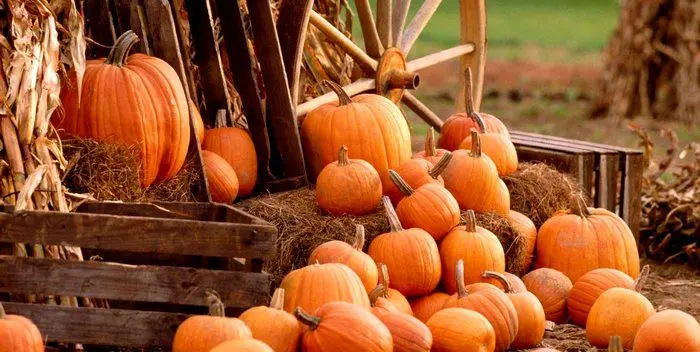 How to choose the right pumpkin?