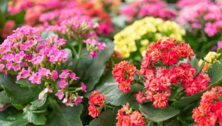 Kalanchoe transplant and home care