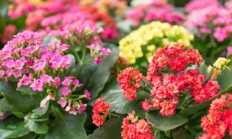 Kalanchoe transplant and home care