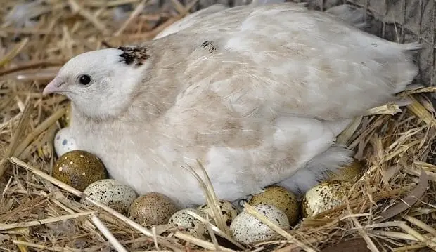 Keeping and breeding Japanese quail