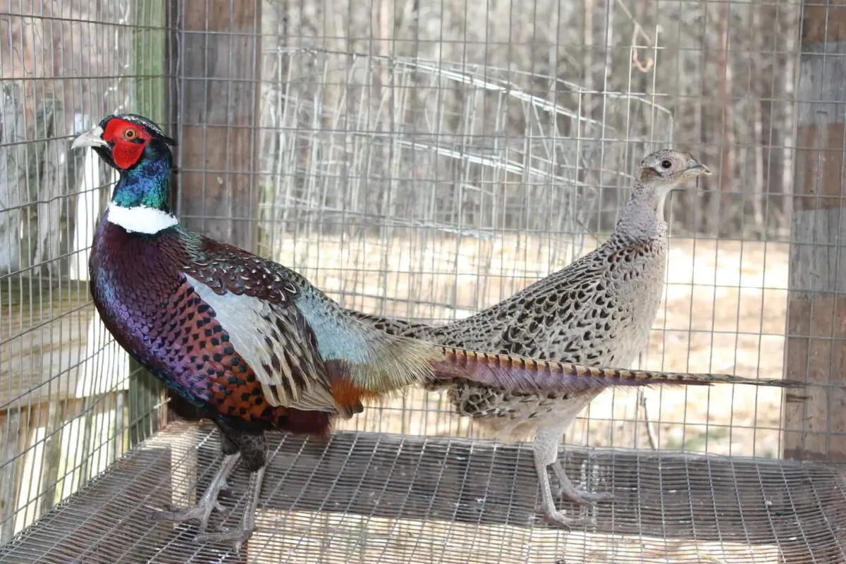 Keeping and breeding pheasants at home for beginners