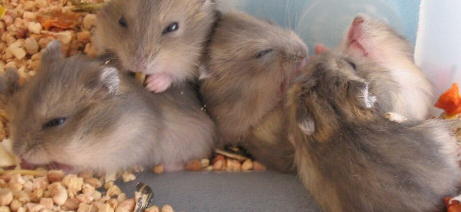 Cungar hamsterlərini evdə saxlamaq