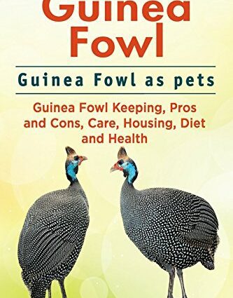 Keeping guinea fowls at home and caring for them