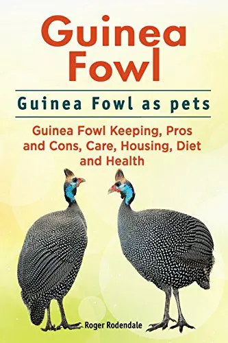 Keeping guinea fowls at home and caring for them