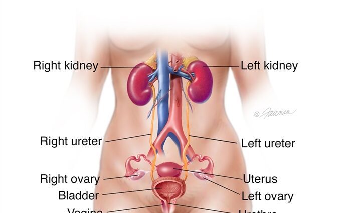 Kidneys, check kidneys, get tested, pyelonephritis, kidney disease symptoms, invitro