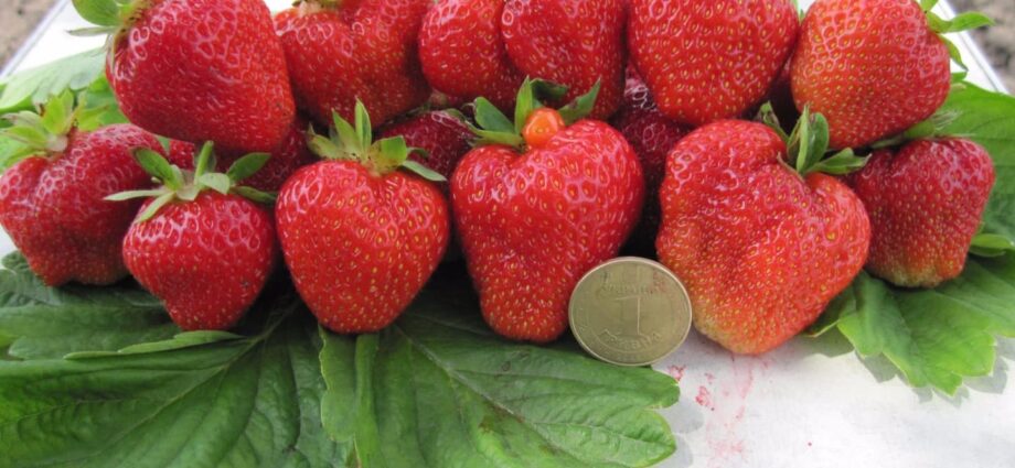 Kimberly strawberry: variety description