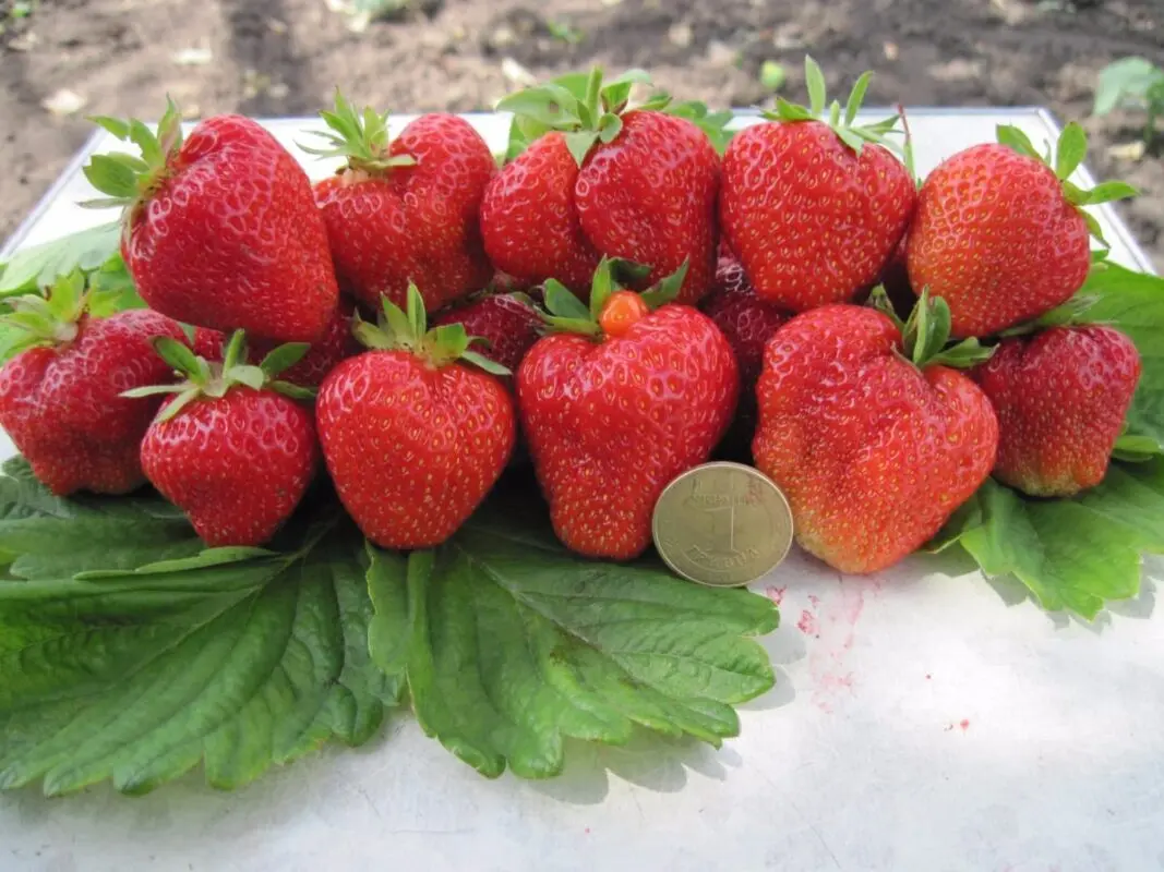 Kimberly strawberry: variety description