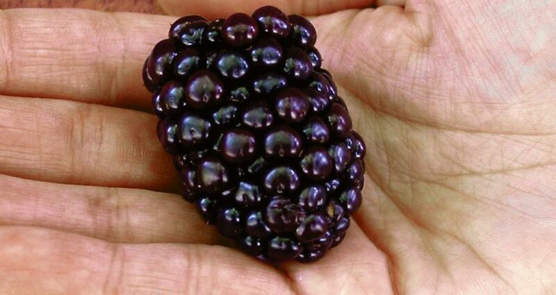 Kiova blackberry: characteristics, description