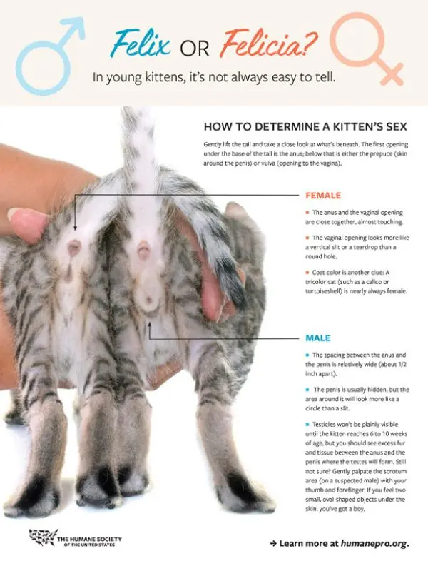 Kitten sex: how do you know the sex of your kitten?