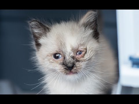 Kitten&#8217;s eyes are tearing: how to treat? Video