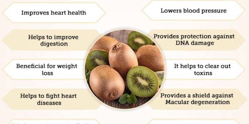 Kiwi: medicinska egenskaper, kaloriinnehåll och kontraindikationer