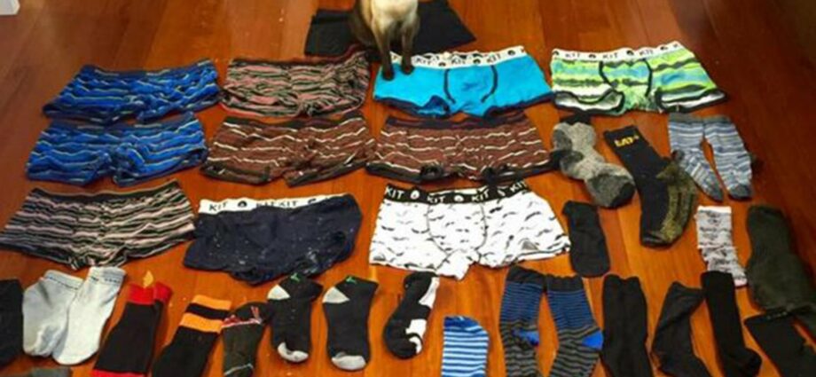 Kleptomaniac cat stole more than 50 pairs of shoes from neighbors