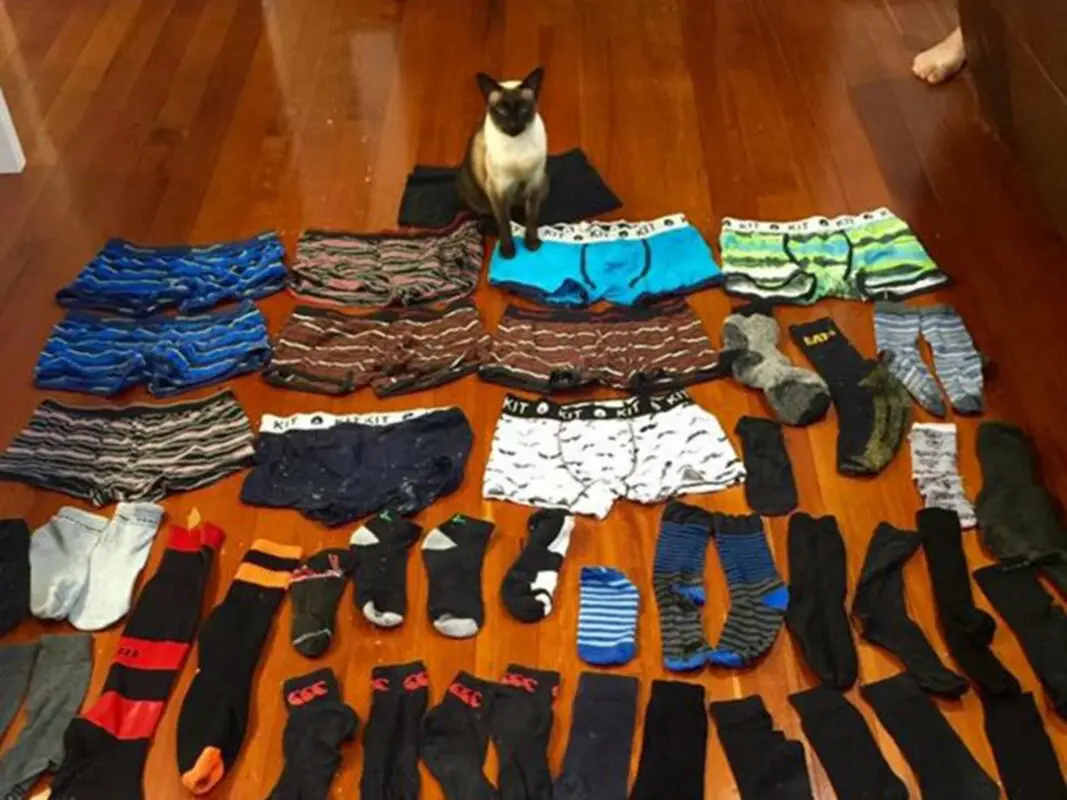 Kleptomaniac cat stole more than 50 pairs of shoes from neighbors