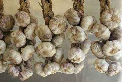 Komsomolets garlic: variety description, photo