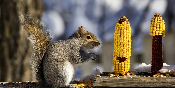 Corn promotes heart health