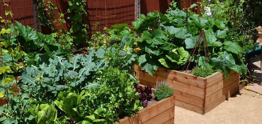 Landscaping of a vegetable garden and a garden