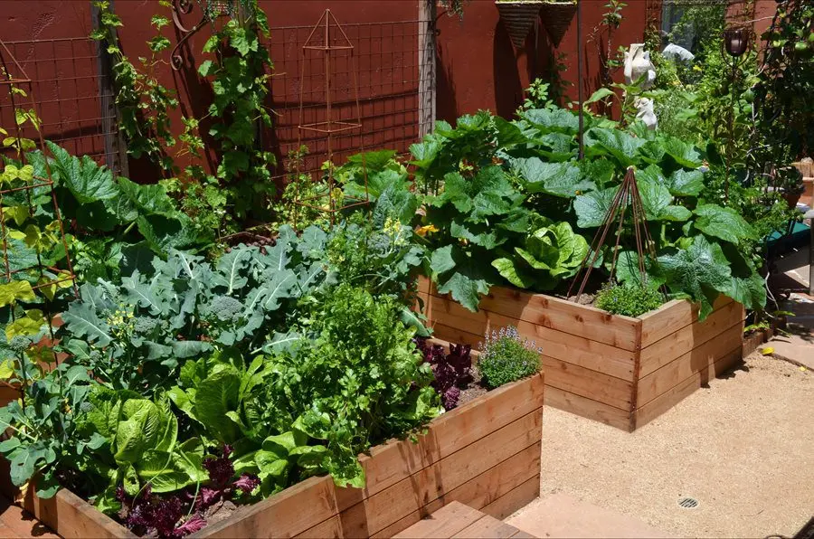 Landscaping of a vegetable garden and a garden