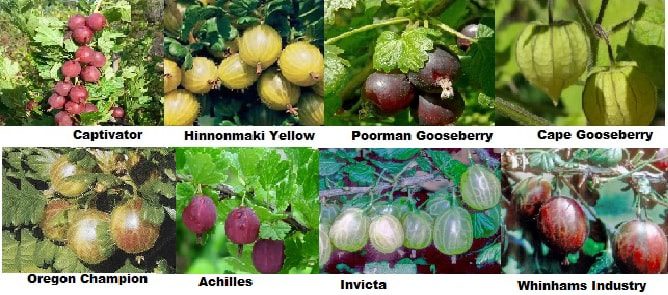 Large and sweet gooseberry varieties