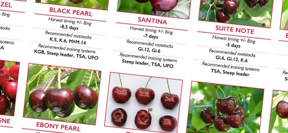 Large cherry: varieties