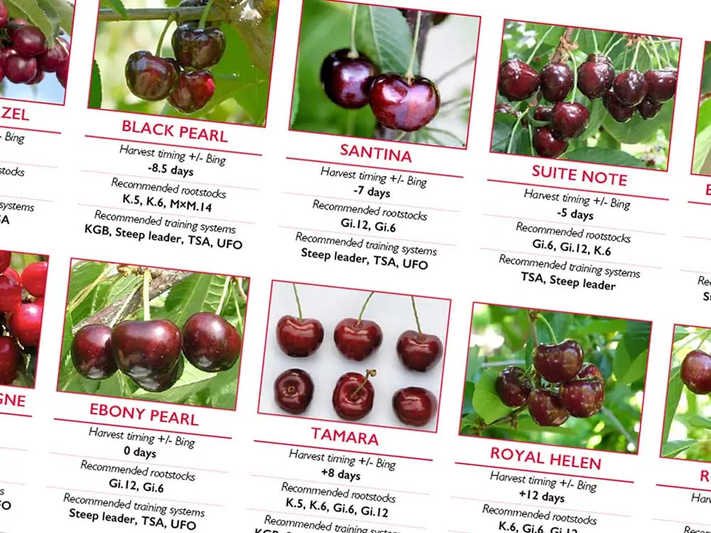 Large cherry: varieties